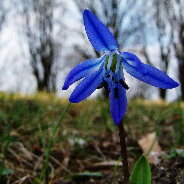 Scilla siberica Bloem