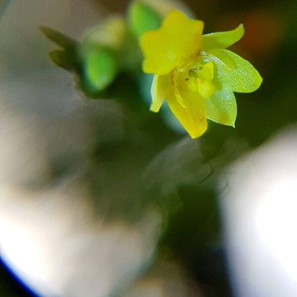 Lockhartia micrantha Flower