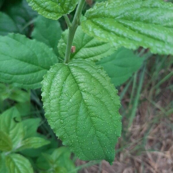 Rhamnus cathartica ᱥᱟᱠᱟᱢ