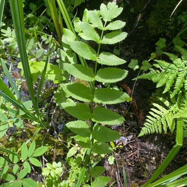 Berula erecta Feuille