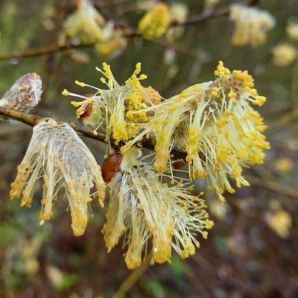 Salix atrocinerea Blüte