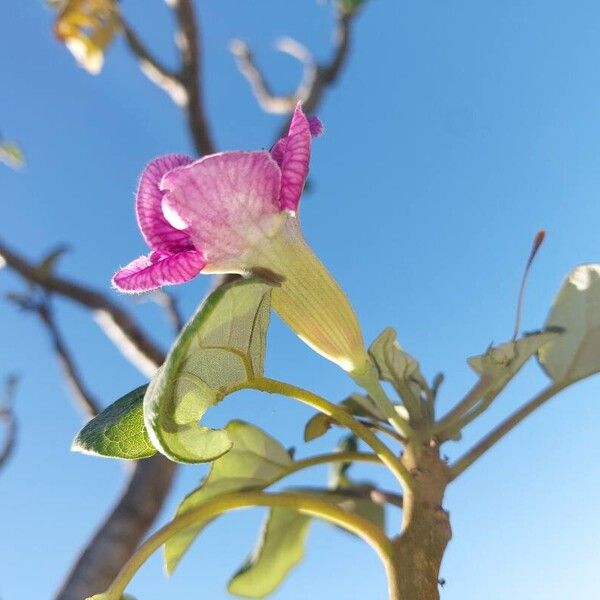 Uncarina stellulifera Blüte