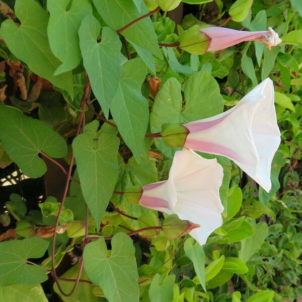 Calystegia silvatica Flower