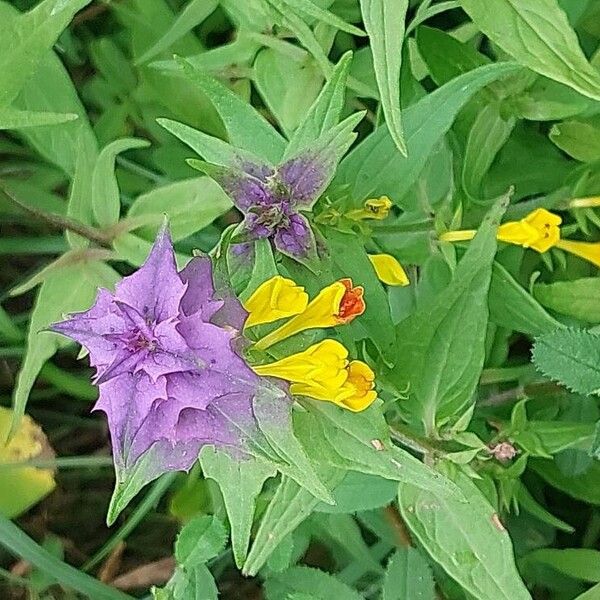 Melampyrum nemorosum Blomma