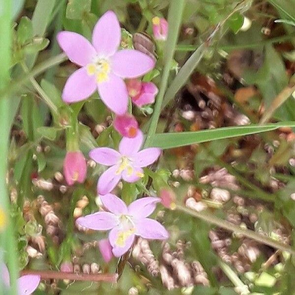 Centaurium erythraea Flower