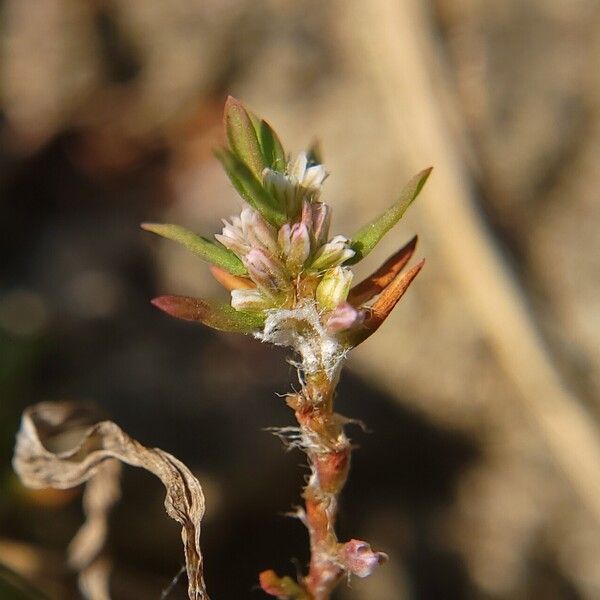 Polygonum plebeium Flor