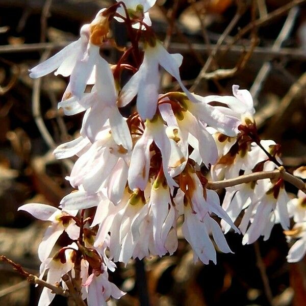 Abeliophyllum distichum फूल