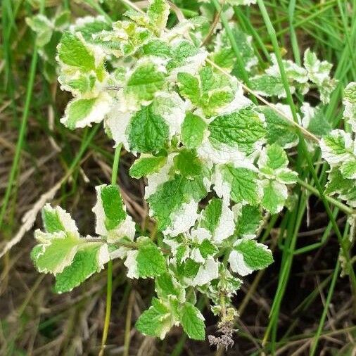 Mentha suaveolens Blatt