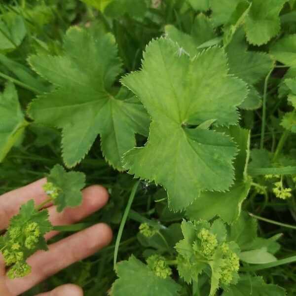 Alchemilla monticola Žiedas