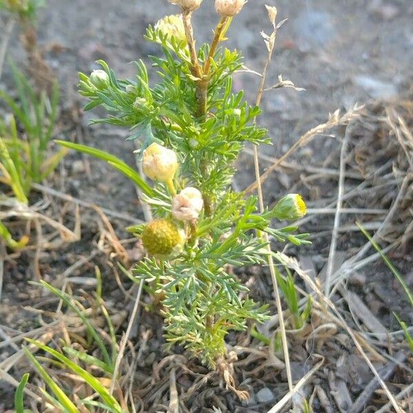 Matricaria discoidea موطن