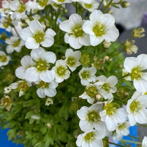 Saxifraga cespitosa Flower