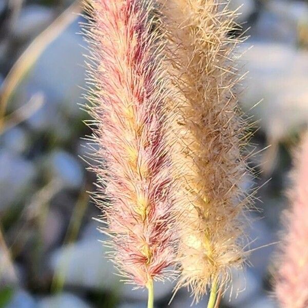 Cenchrus ciliaris Flors