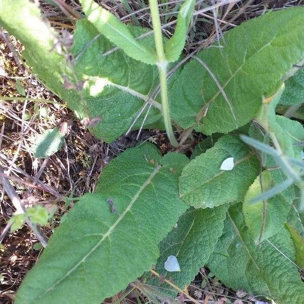 Salvia pratensis Leaf