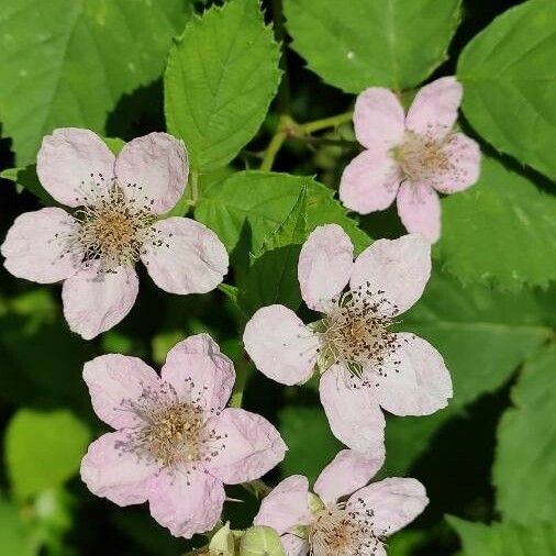 Rubus ulmifolius Кветка