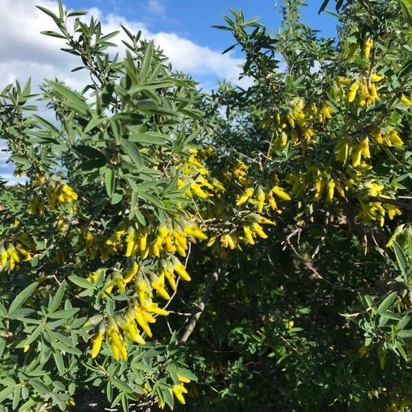 Anagyris foetida Кветка