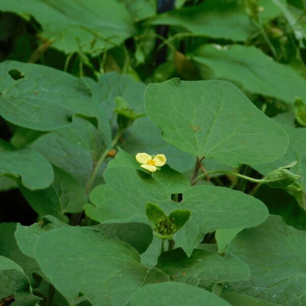 Saruma henryi 花