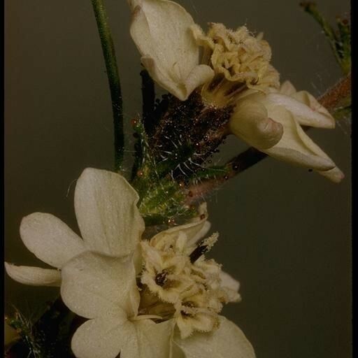 Calycadenia multiglandulosa Kwiat