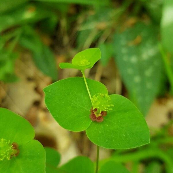 Euphorbia dulcis Flower