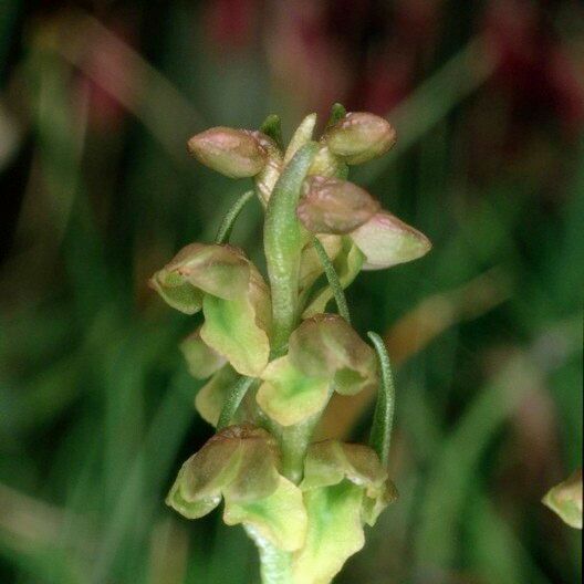 Chamorchis alpina Frukt