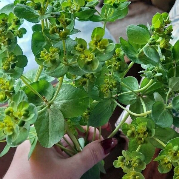 Euphorbia helioscopia Листок