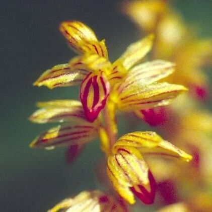 Corallorhiza striata Flower