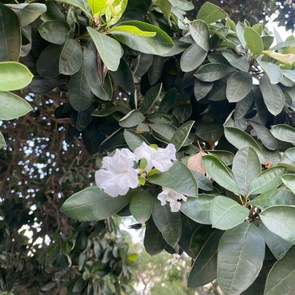 Tabebuia heterophylla Blüte