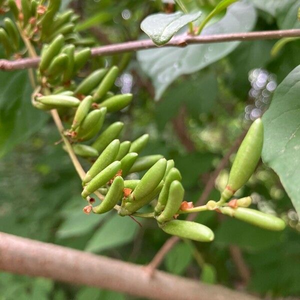 Syringa josikaea ᱡᱚ