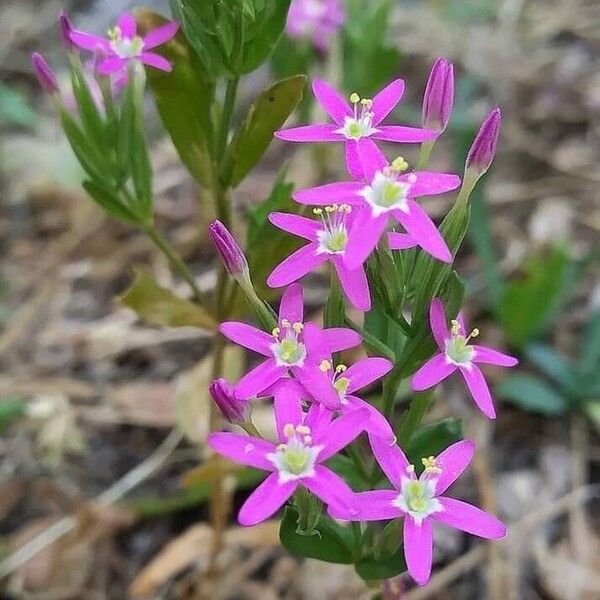 Centaurium tenuiflorum Cvet