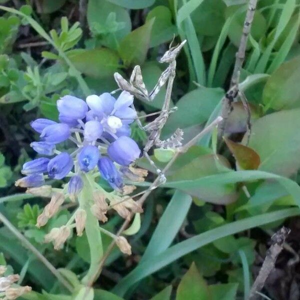 Muscari neglectum Blomma