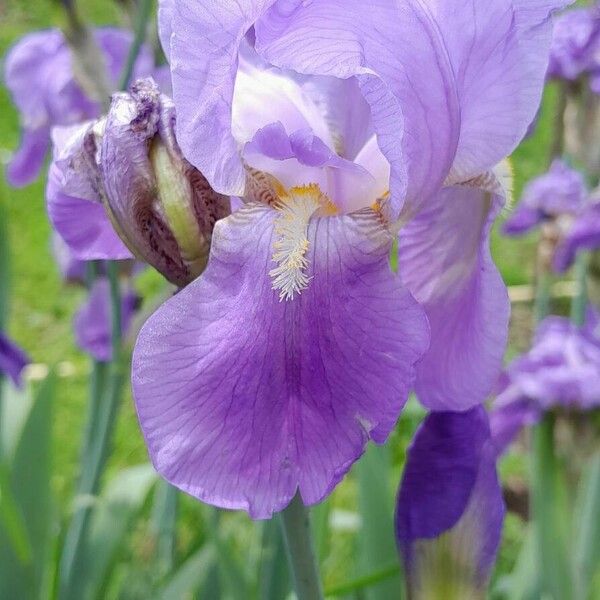 Iris pallida Kwiat