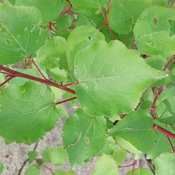 Prunus armeniaca Leaf