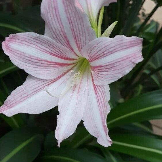 Hippeastrum reticulatum Floro