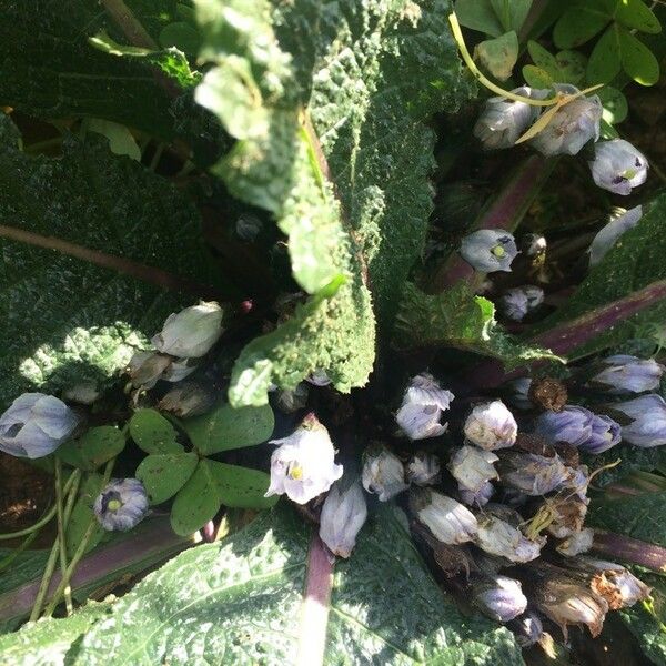 Mandragora autumnalis Blomma