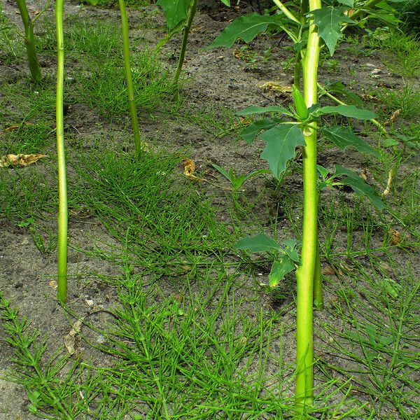 Datura stramonium Écorce