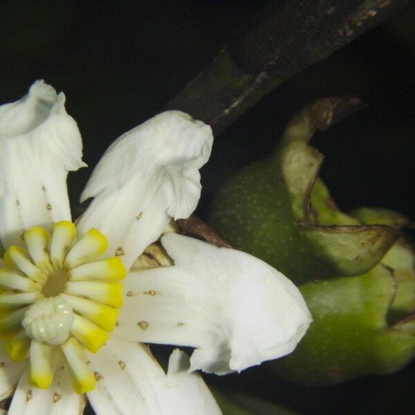 Bellucia grossularioides Kwiat
