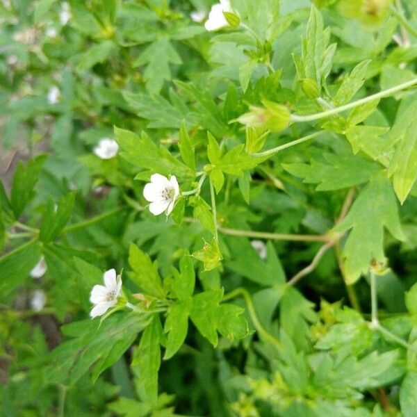 Geranium sibiricum Flower