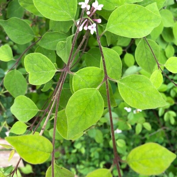 Syringa pubescens Folio