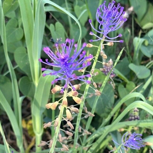 Muscari comosum Blüte