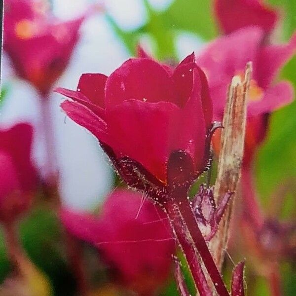 Saxifraga rosacea Flower