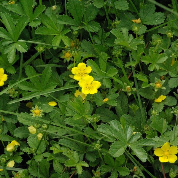 Potentilla reptans Hábito