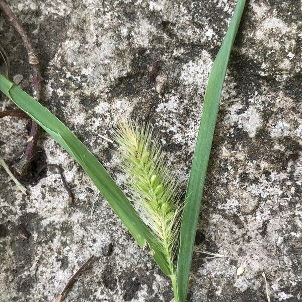 Setaria pumila 葉