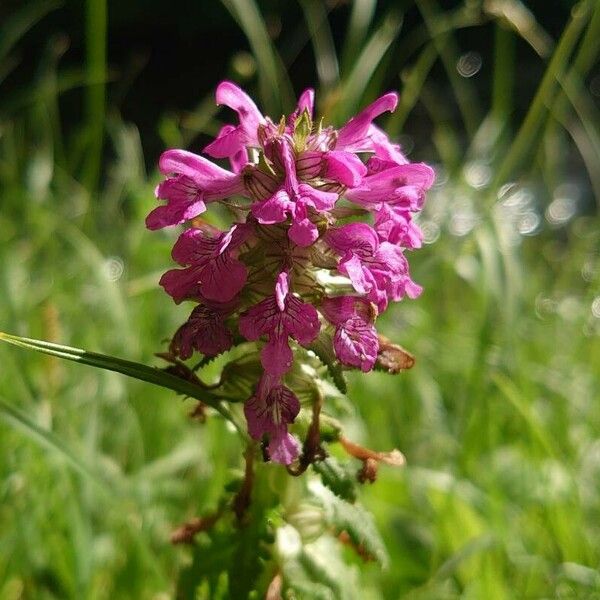 Pedicularis verticillata Flor