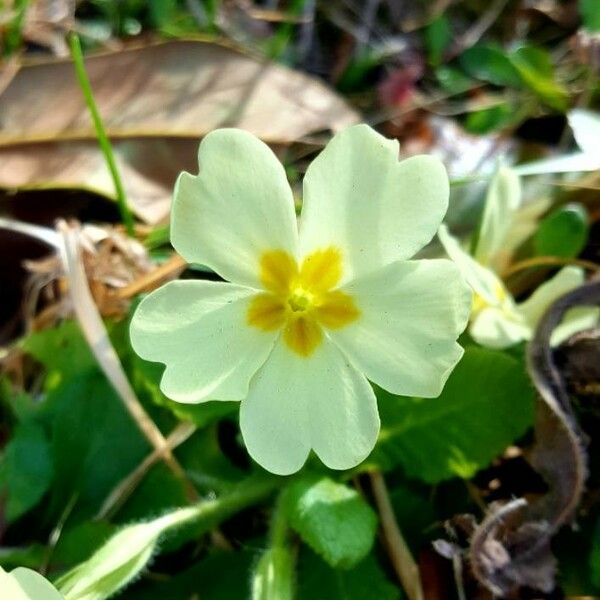 Primula vulgaris Blüte