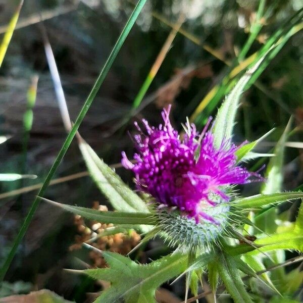 Cirsium ferox Õis