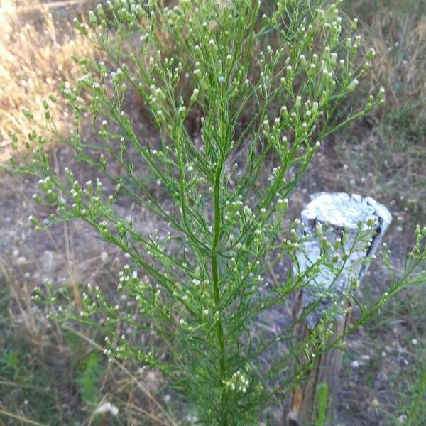 Erigeron canadensis Çiçek