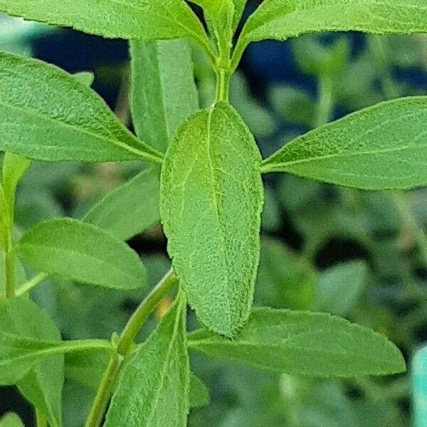 Salvia × jamensis Blad