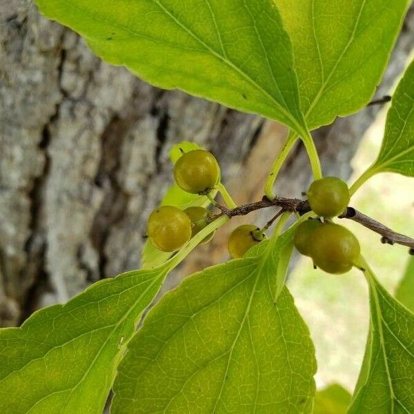 Celastrus orbiculatus Frucht