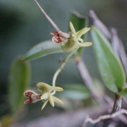 Dendrobium poissonianum 花