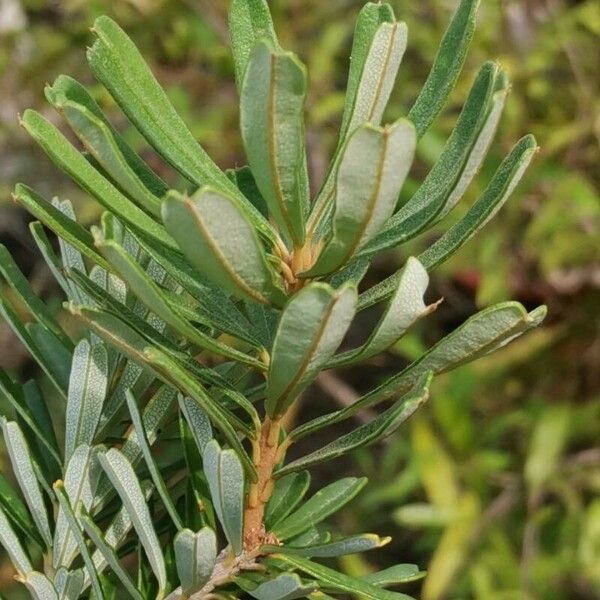Banksia marginata Foglia