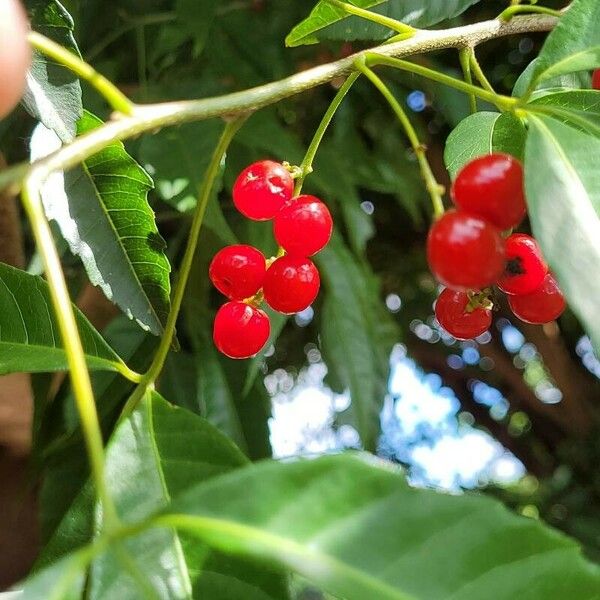 Allophylus edulis Fruit